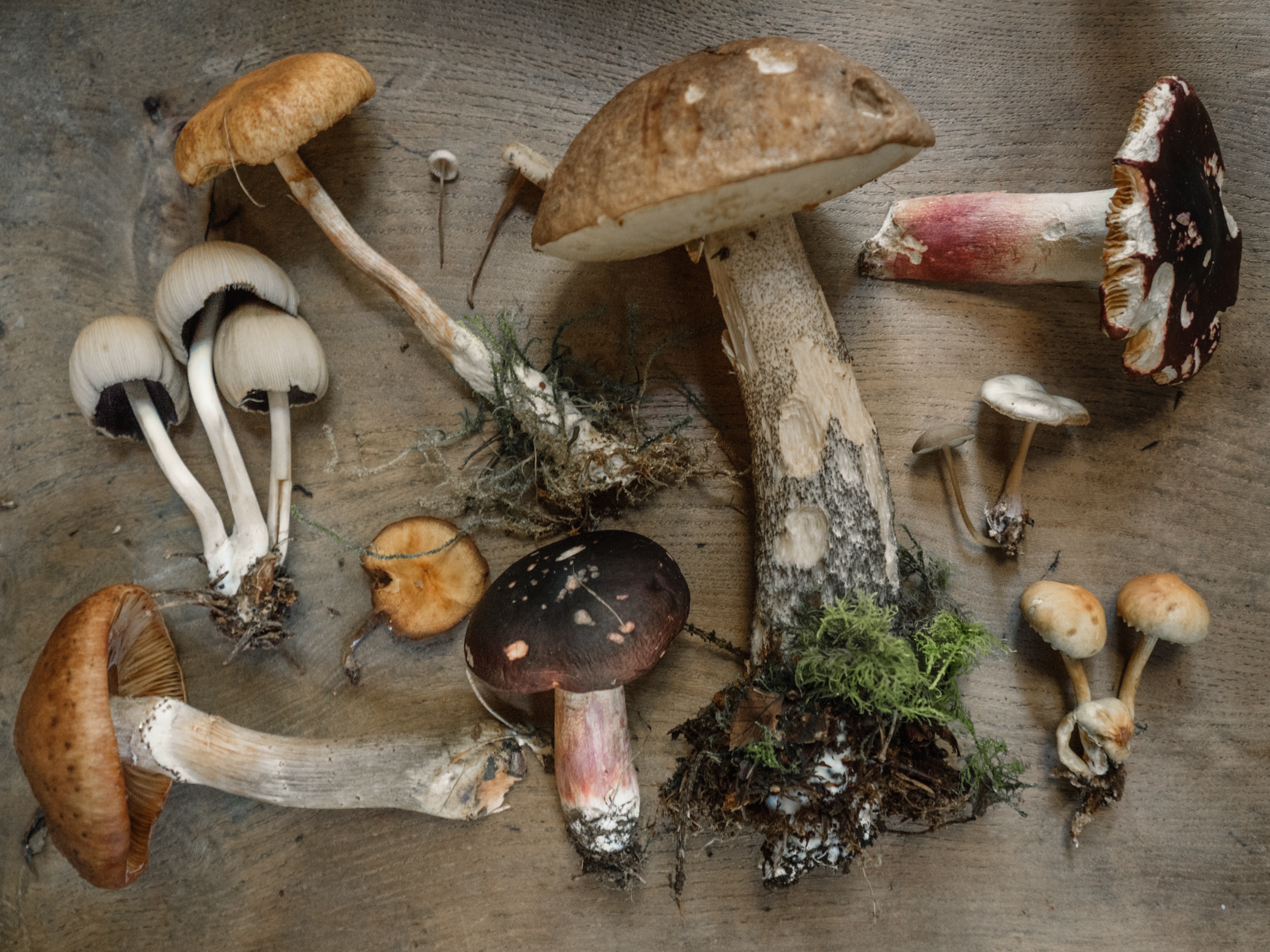 Top 5 Medicinal, Adaptogenic Mushroom Stacking Benefits