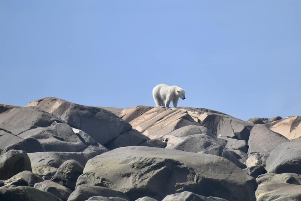 Polar bear spotted in the Arctic Circle