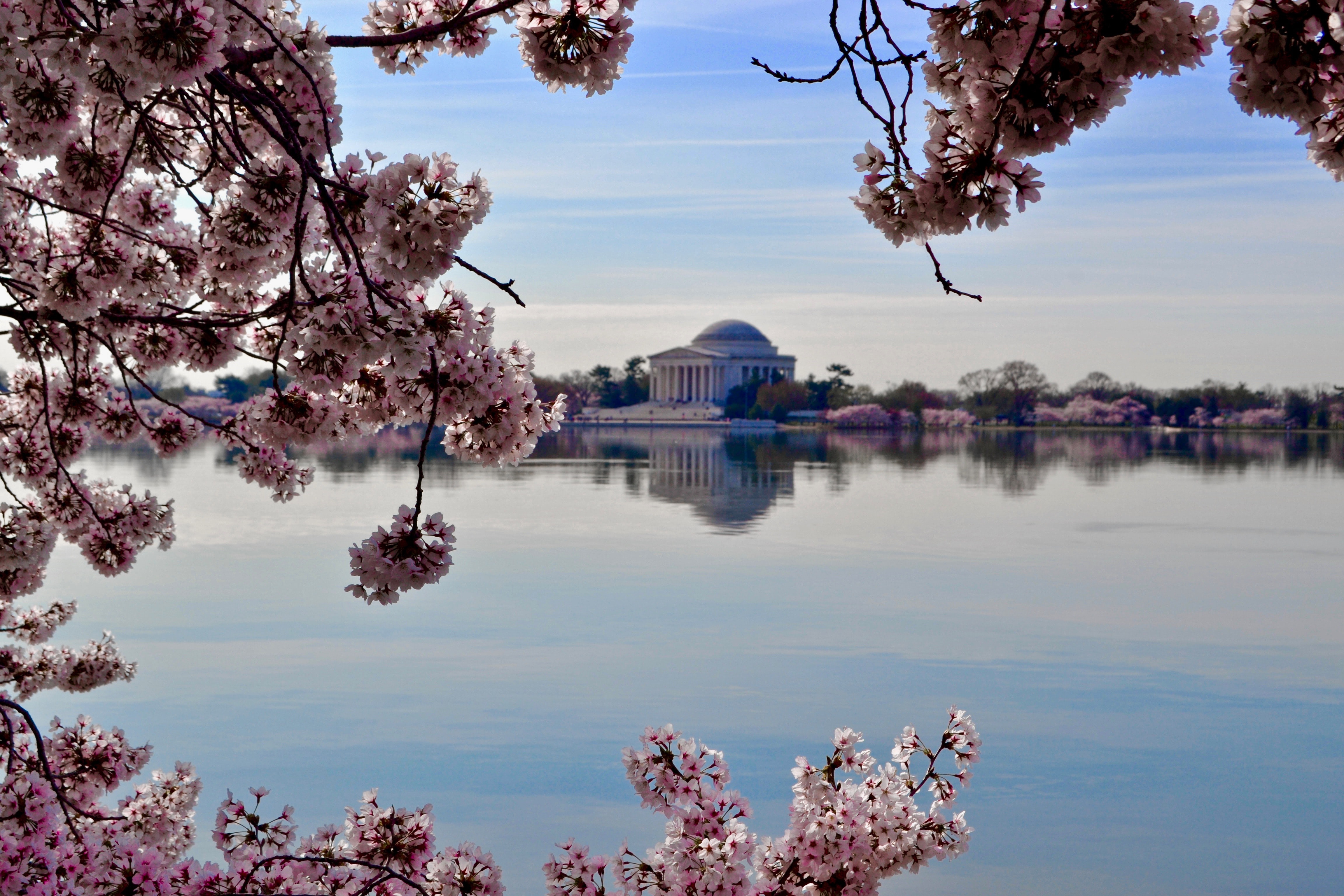 Cherry blossom season in Washington D.C.