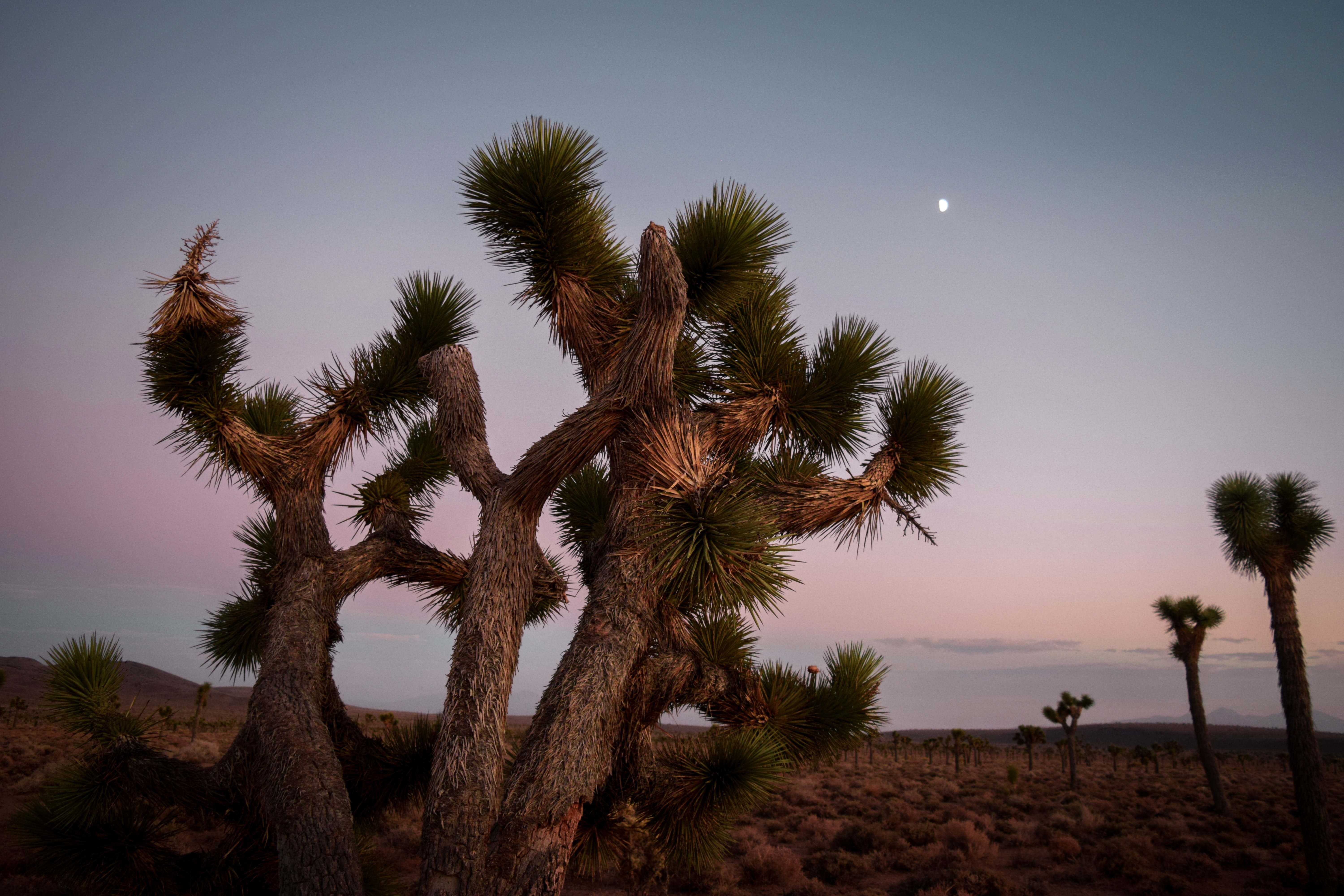 Joshua Trees photo by katie musial