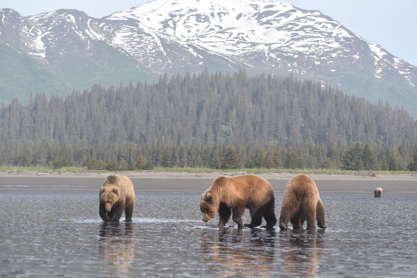 bears at Lake Clark national park