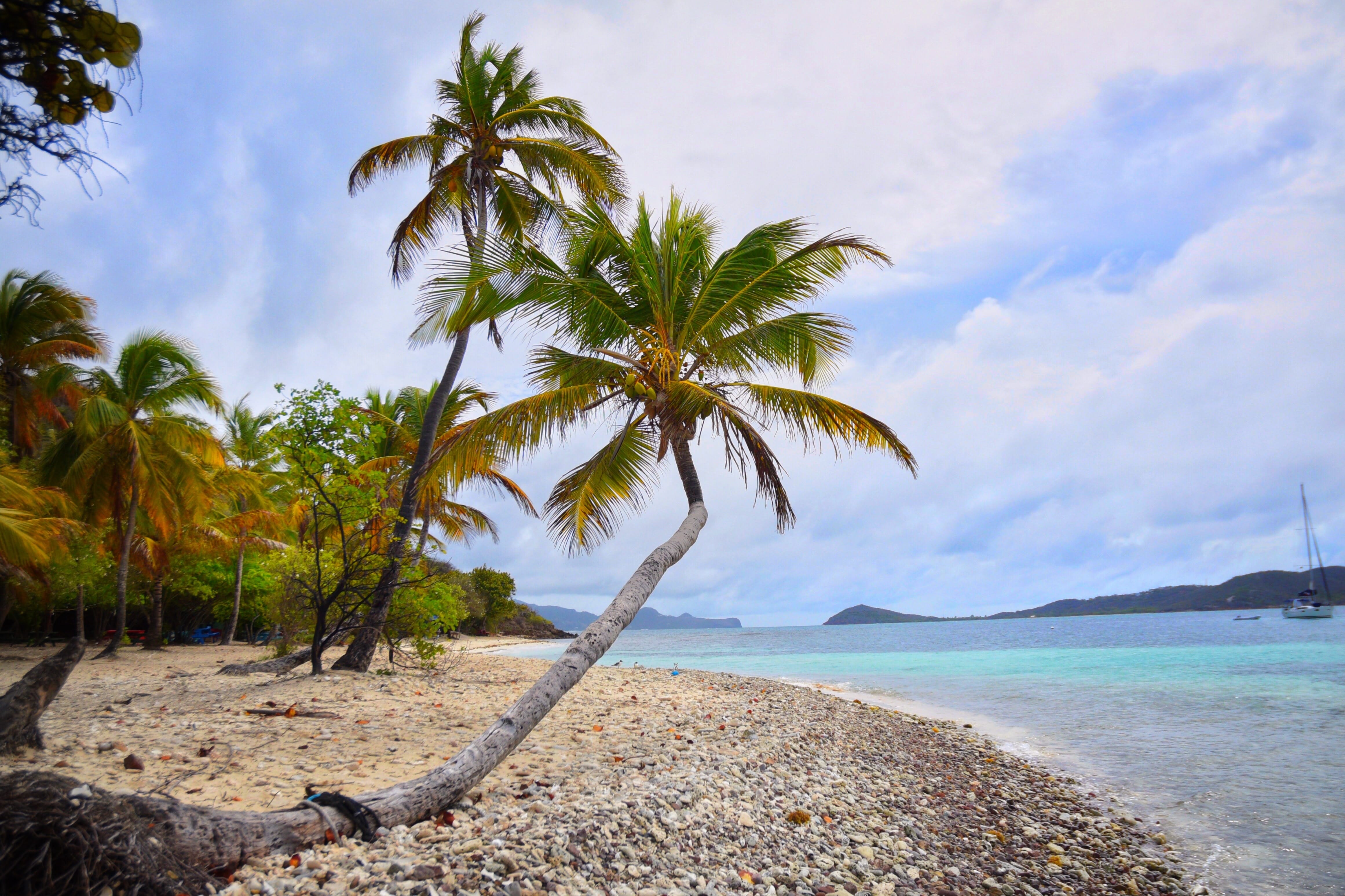 palm trees on a beach in the caribbean (st. vincent and the grenadines)